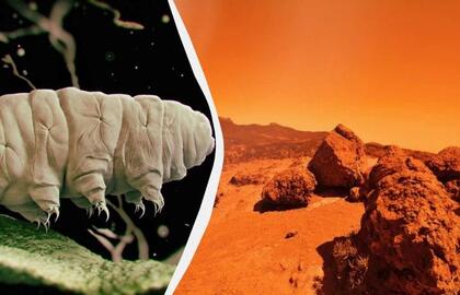 Marsas ir lėtapėdžiai