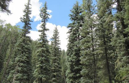 6 greitai augantys medžiai, kurių jokiu būdu nevertėtų sodinti savo kieme