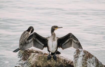 Paukščių sugrįžtuvės