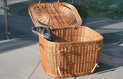 Ruoniukas, Lietuvos jūrų muziejus