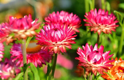 augalas, kuris žydi iki šalnų ir nereikalauja nei laistymo, nei genėjimo