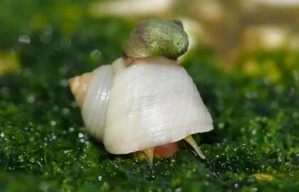 JK sodus užplūs tūkstančiai sraigių ir šliužų