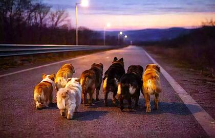 Šunys rado kelią namo