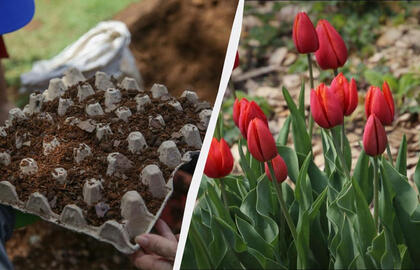 Kaip sodinti tulpes į kiaušinių dėklus