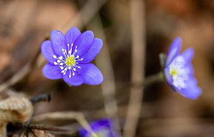 savaitės viduryje sausus orus keis lietus