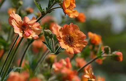 5 daugiamečiai augalai jūsų sodui