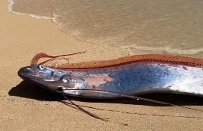 Paskutinio teismo dienos žuvys