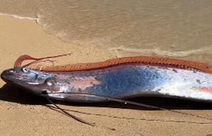 Paskutinio teismo dienos žuvys