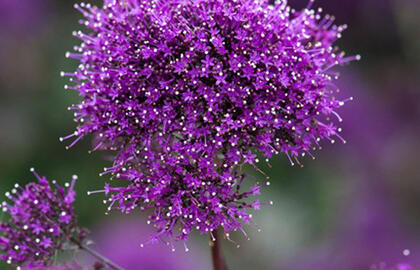 Kvapnus gražuolis namams ir sodui: kodėl vis daugiau gėlių augintojų jį renkasi