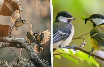 Zylės stebina mokslininkus