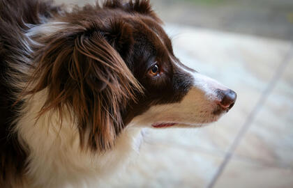 Australų aviganis, šuo