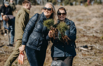 Bus pasodinta 16 tūkst. paprastosios pušies sodinukų