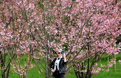 Sakuros, žydėjimas