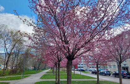 Sakuros, Naujamiesčio gatvė