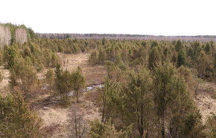 Šauklių riedulynas-kadagynas