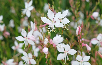 gaura
