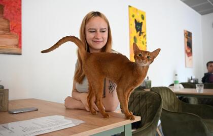 katė, žmogus, kačių kavinė