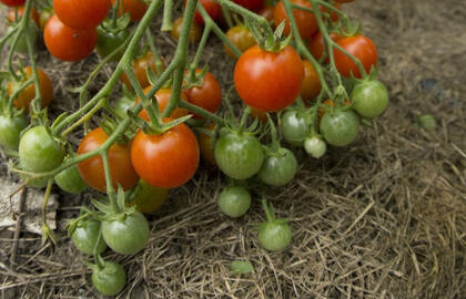 pomidorai