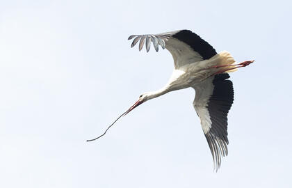 Gandras.