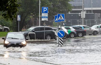 Liūtis Vakarų Lietuvoje