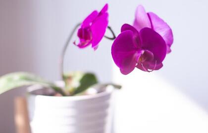Orchidėjos