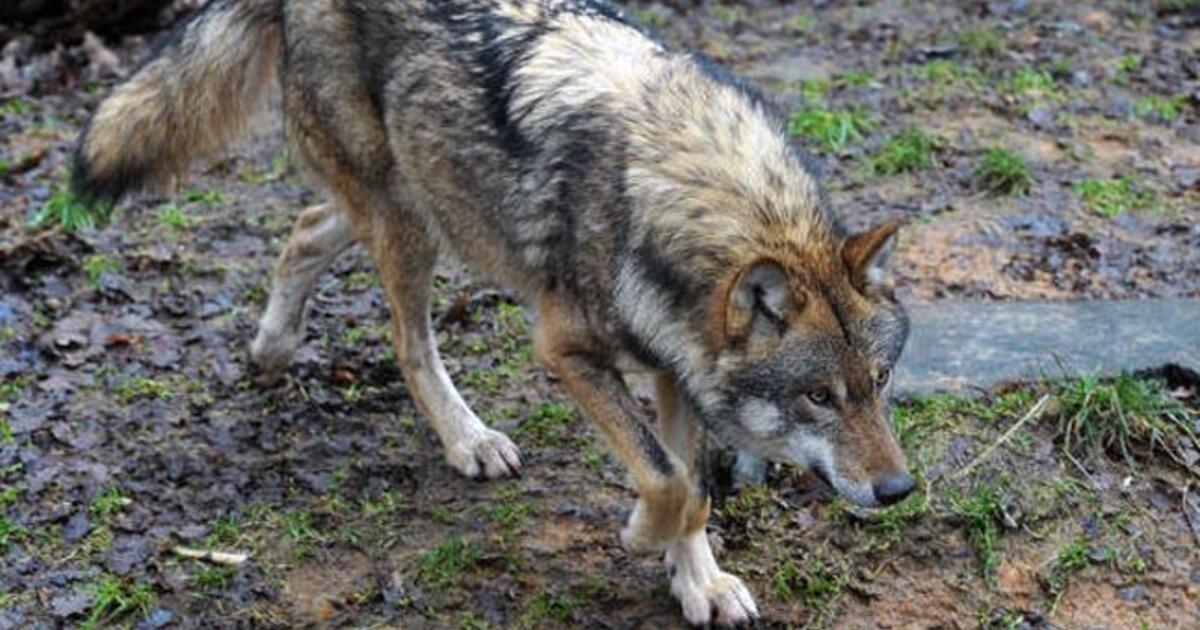 Kodėl Moteris Turi Daugiau Sansų Sutikti Vilka