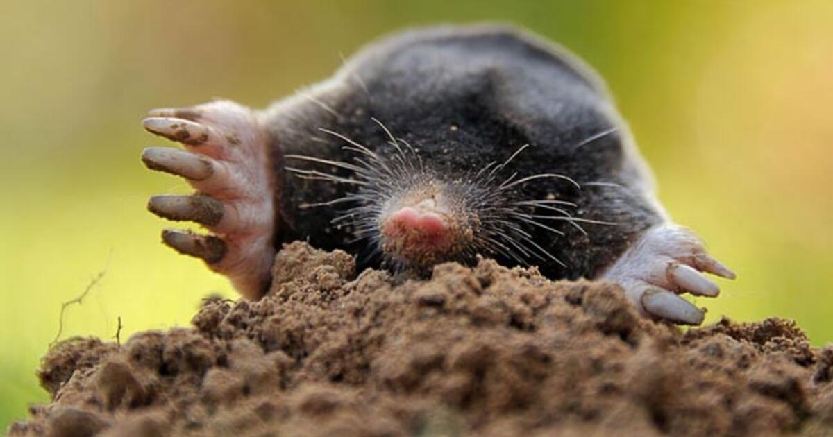 Kurmiai visam laikui paliks sklypą: kokį paprastą tirpalą reikia supilti į urvą