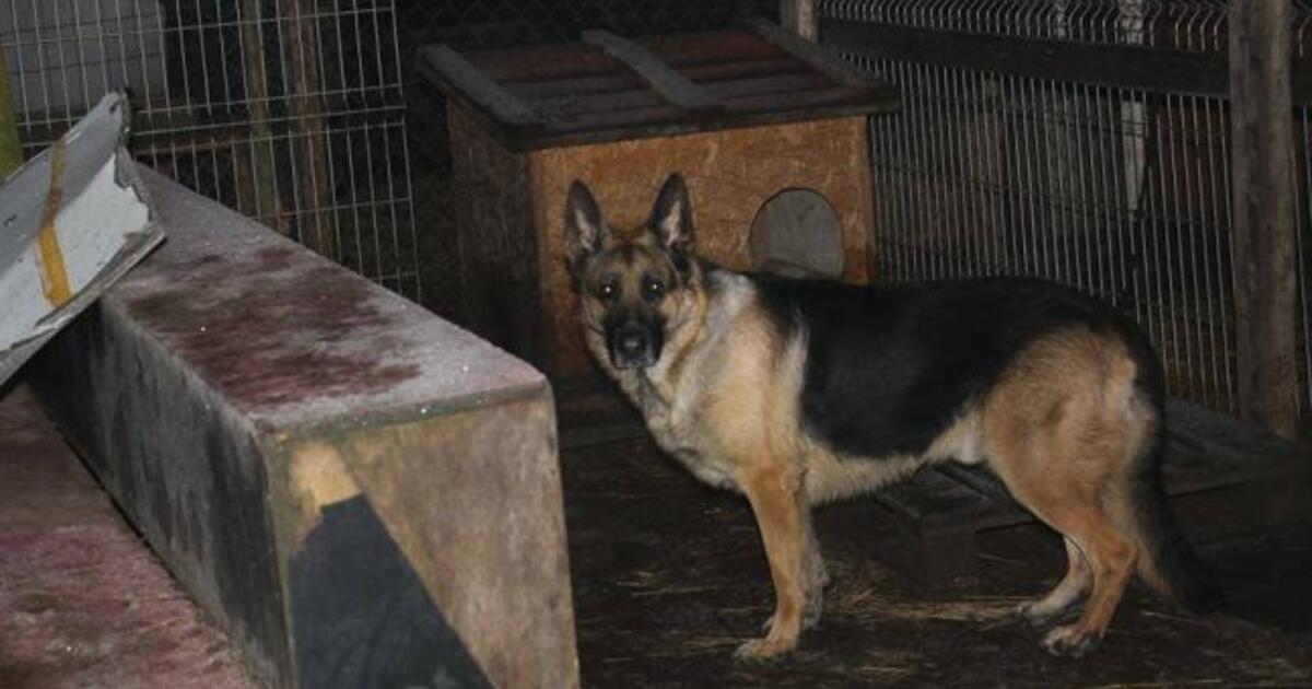 Baltijos prospekte rastas šuo