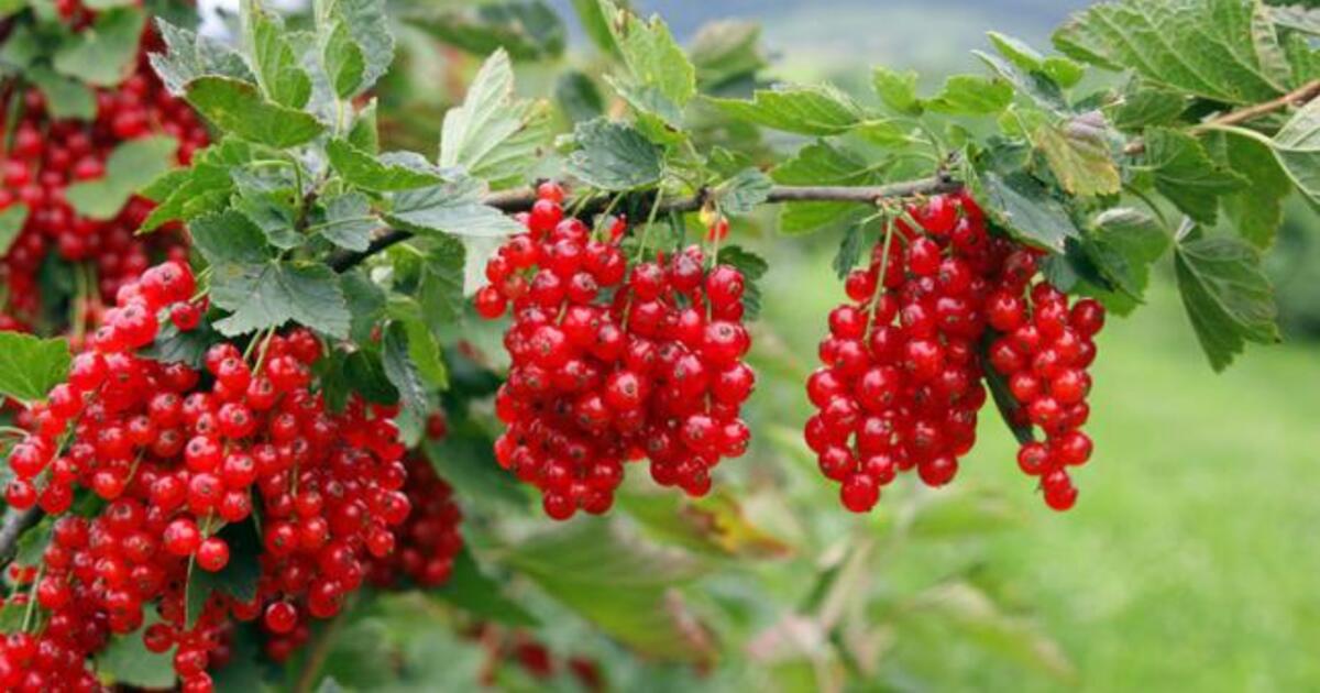 Serbentų tręšimas pavasarį: tik viena sauja trąšų krūmui garantuos dvigubą uogų derlių šiemet