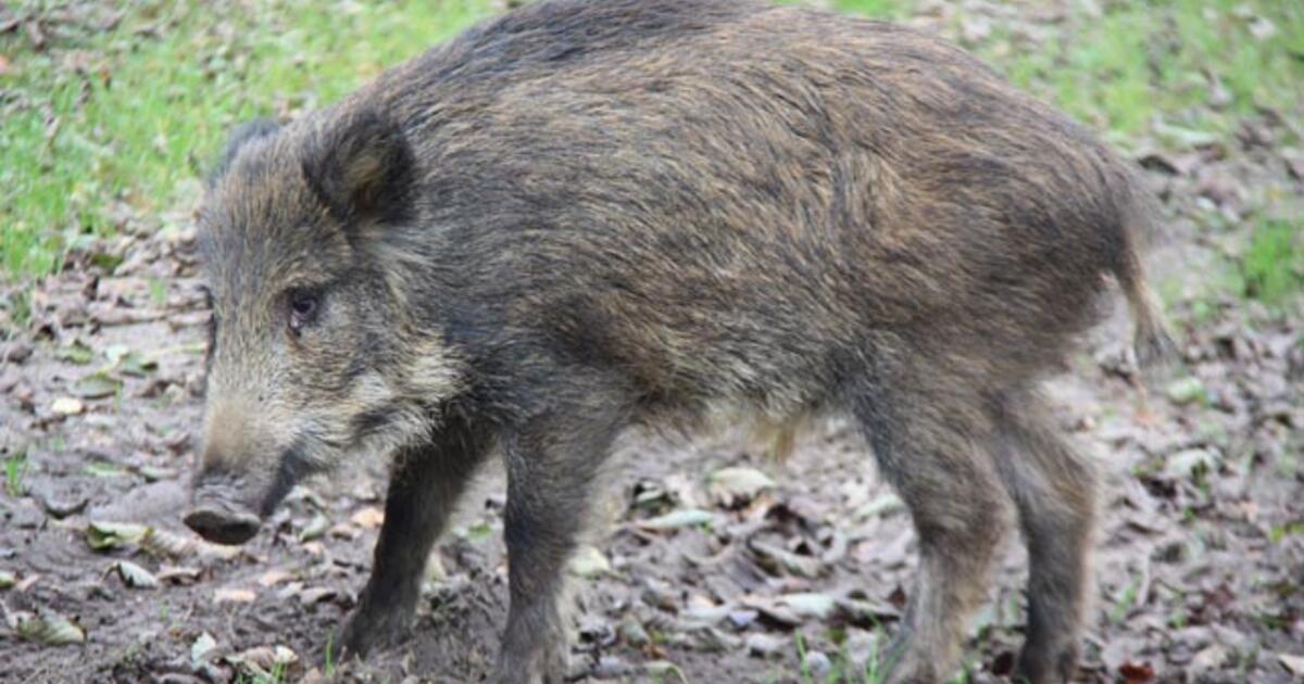 W Polsce planuje się wytępić wszystkie dziki