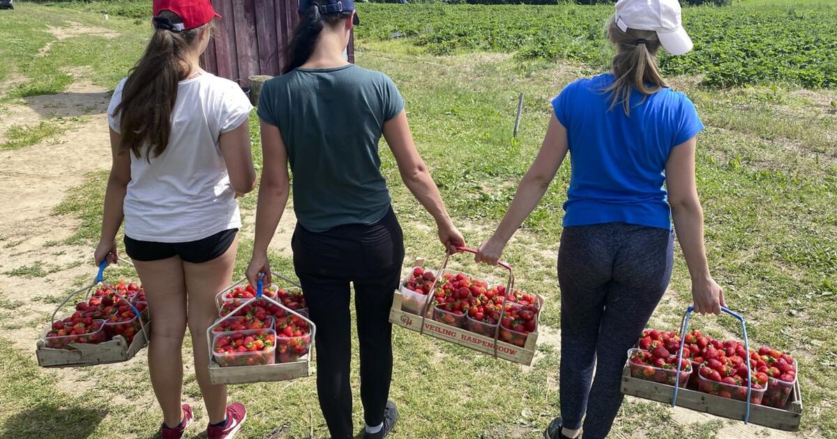 Kalbos tapo tikrove: Jungtinėje Karalystėje pūva derlius – niekas nesitikėjo, kad trūks tiek imigrantų - Vimarsana News