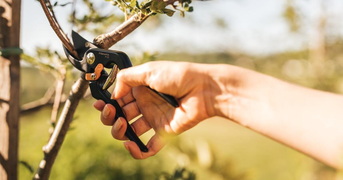 Vaismedžių genėjimas pavasarį: geriausi patarimai