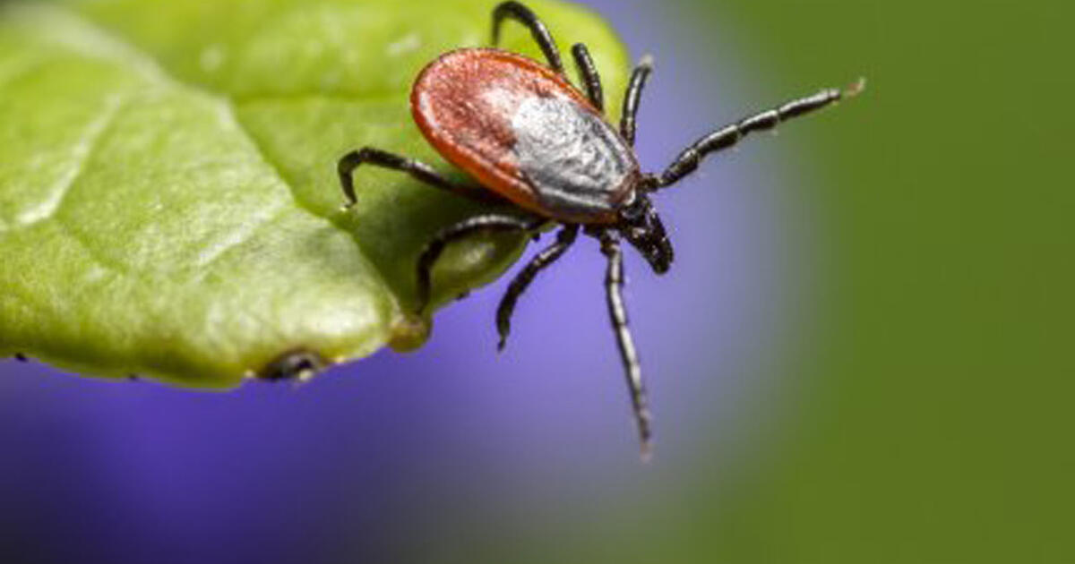 Ar erkės dingsta žiemą? Gydytojas atskleidė, kur jos slapstosi ir ar gali įkąsti