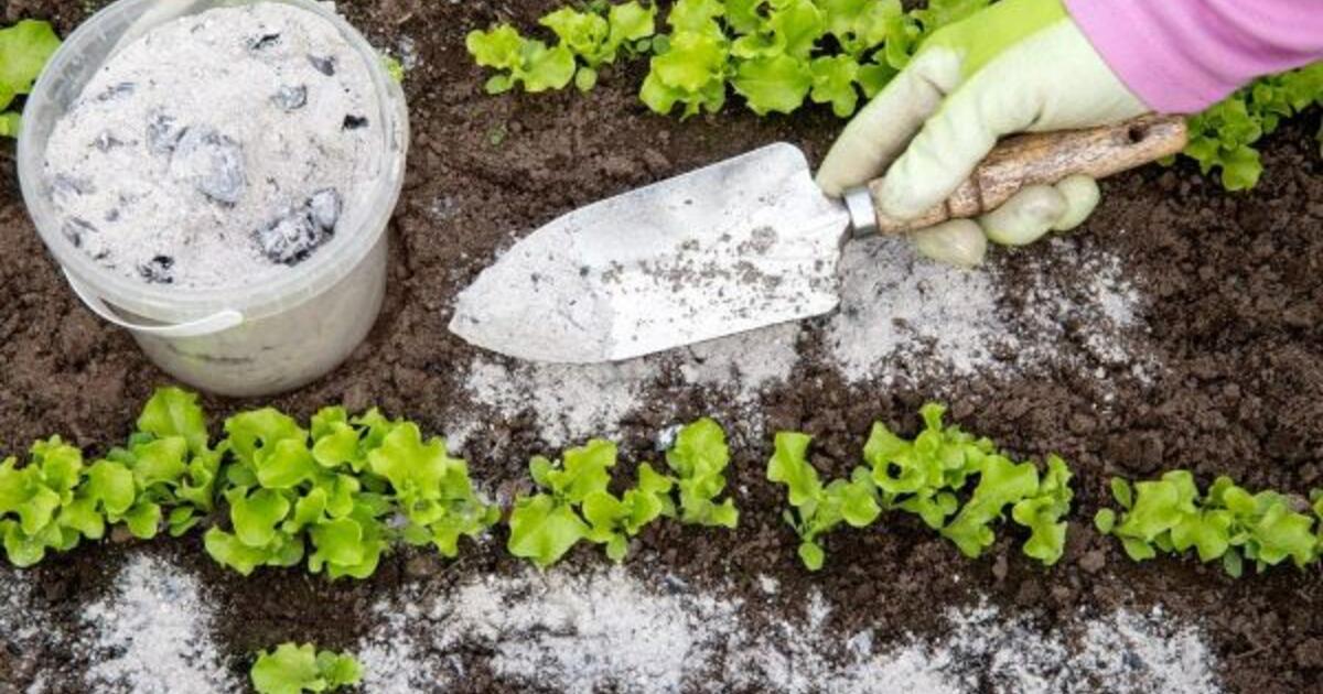 Vietoj naudos – žala: kokių augalų ir daržovių negalima tręšti pelenais