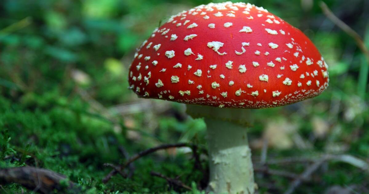 Teismas: „Maybachui“ skirta LRTK bauda dėl musmirių reklamos teisėta