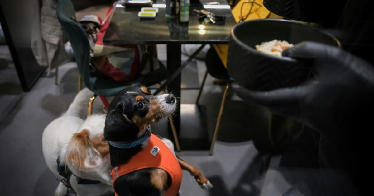 Apre a Roma il primo ristorante per cani in Italia e accoglie i suoi ospiti