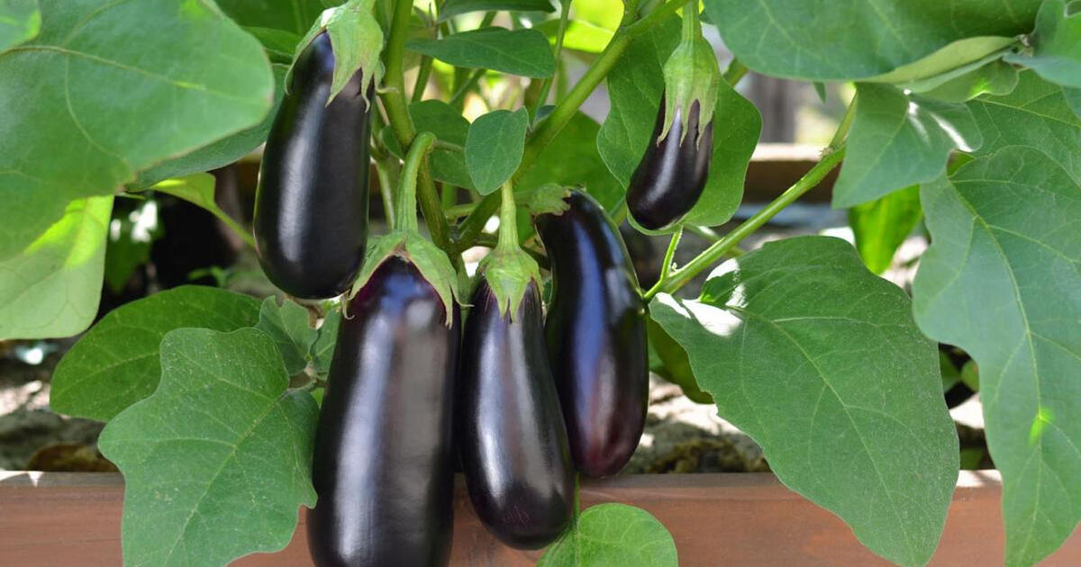 Gydytojai įvardijo naudingiausią daržovę širdžiai ir kraujagyslėms