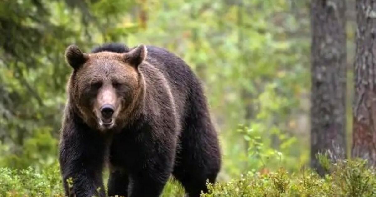 Orso ha attaccato un turista francese nel nord Italia