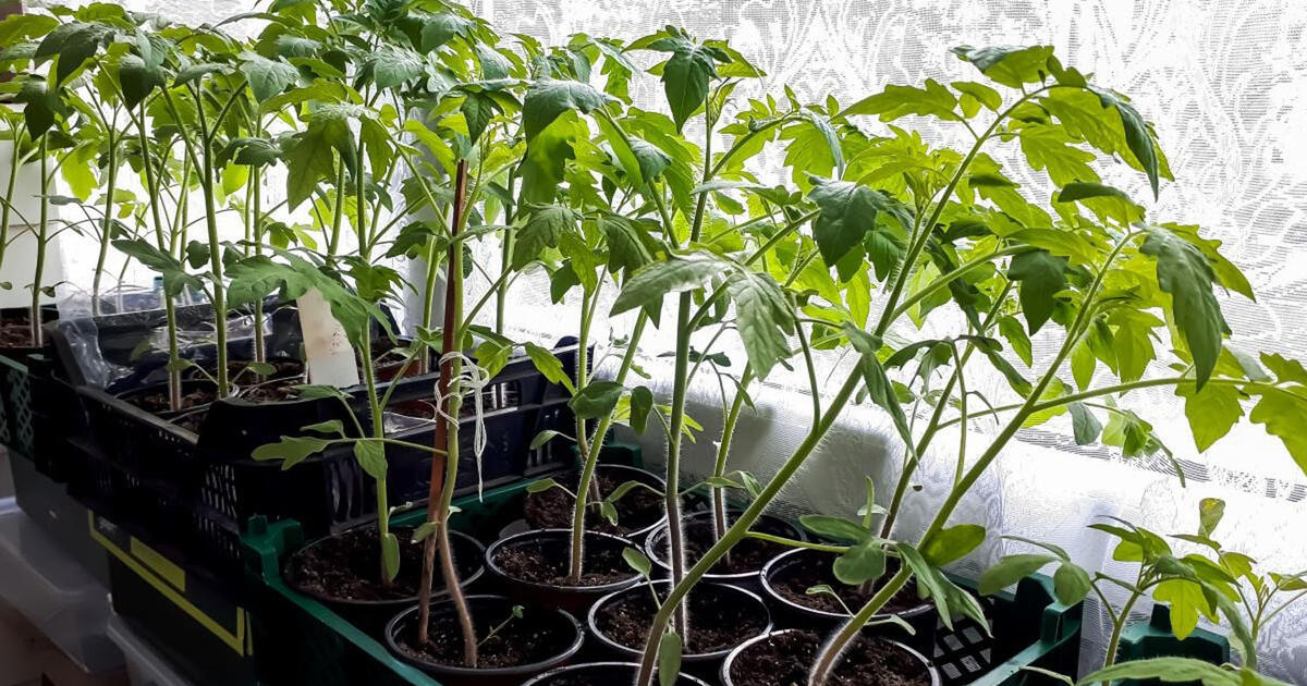 Sudygs net ir senos sėklos: pamirkykite jas šiame tirpale – stiebai bus tvirti, o derlius stulbinamas