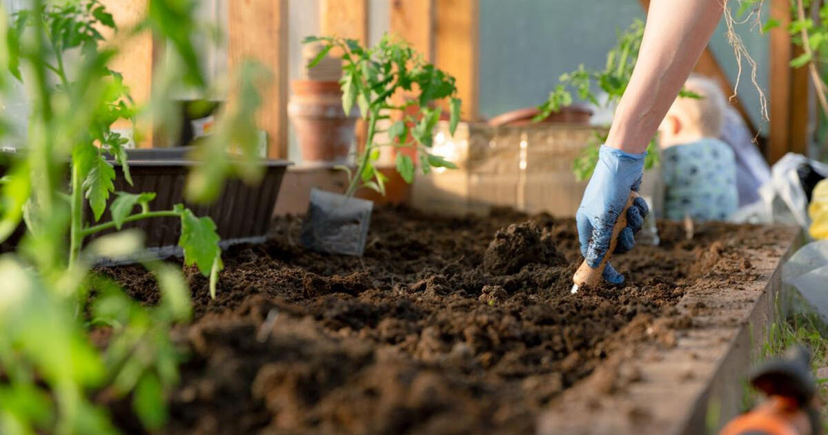Ką sodinti balandį: 5 ištvermingiausios daržovės permainingam klimatui