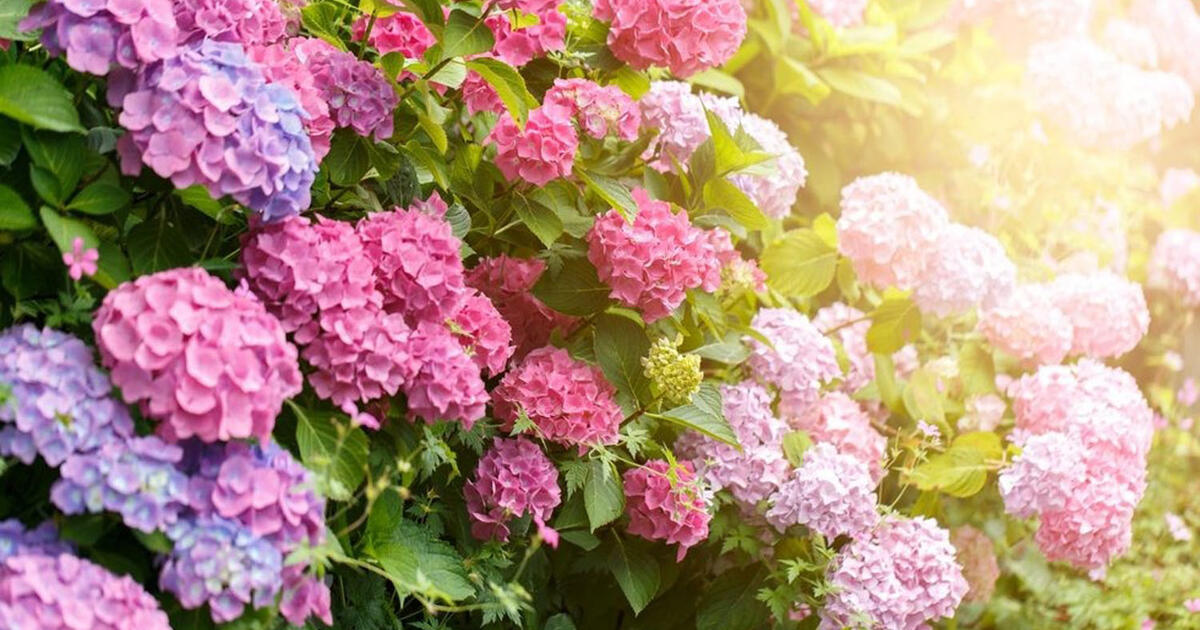 Pavėsio sodo karalienės: 4 augalai, kurie auga ten, kur kitiems trūksta saulės šviesos