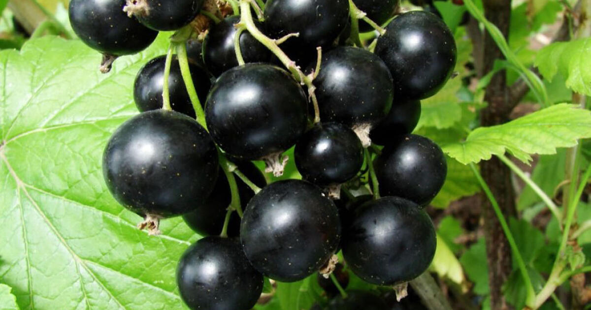 Amariniai ir erkės žūva tiesiai ant šakų: serbentų apdorojimas gausiam derliui – dideles ir sultingas uogas skinu kibirais