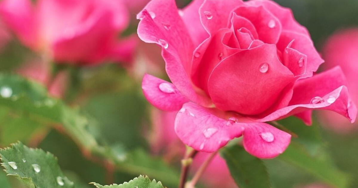 Rožės nesirgs, jei šalia pasodinsite vieną gėlę: sužinokite, kokią