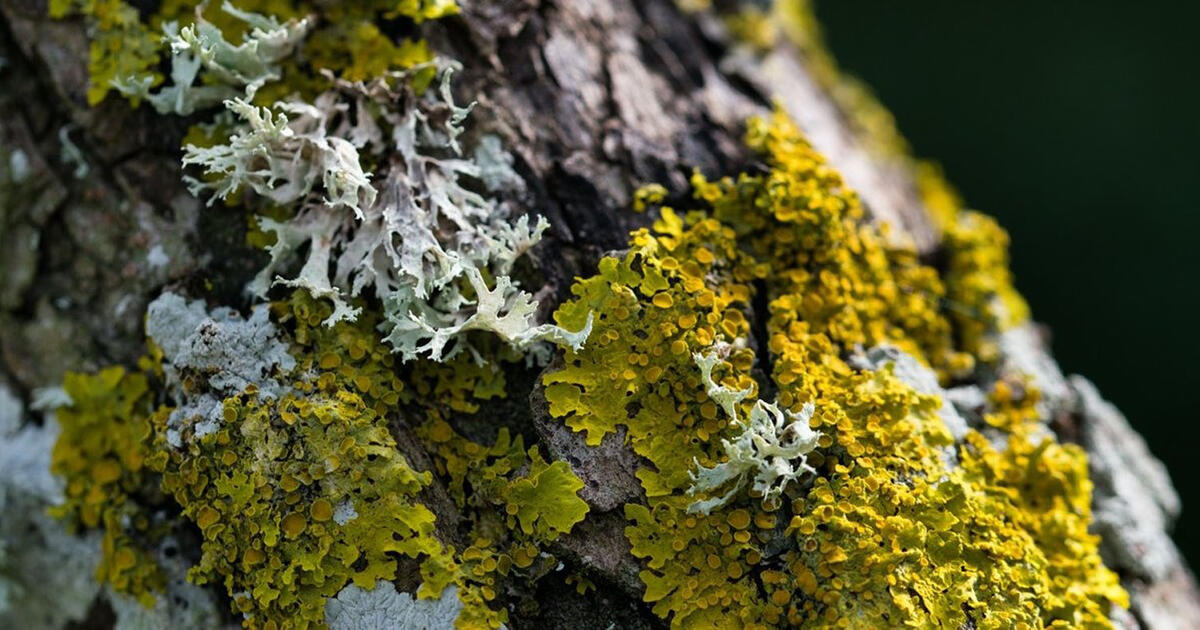 Kerpės ant medžių: ar tai liga, ar pagalbos šauksmas? Patarimai, kaip išgelbėti sodą