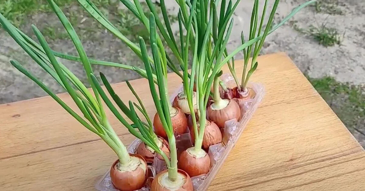 Vos 20 minučių ir svogūnai akimirksniu sužaliuos ant palangės visai žiemai