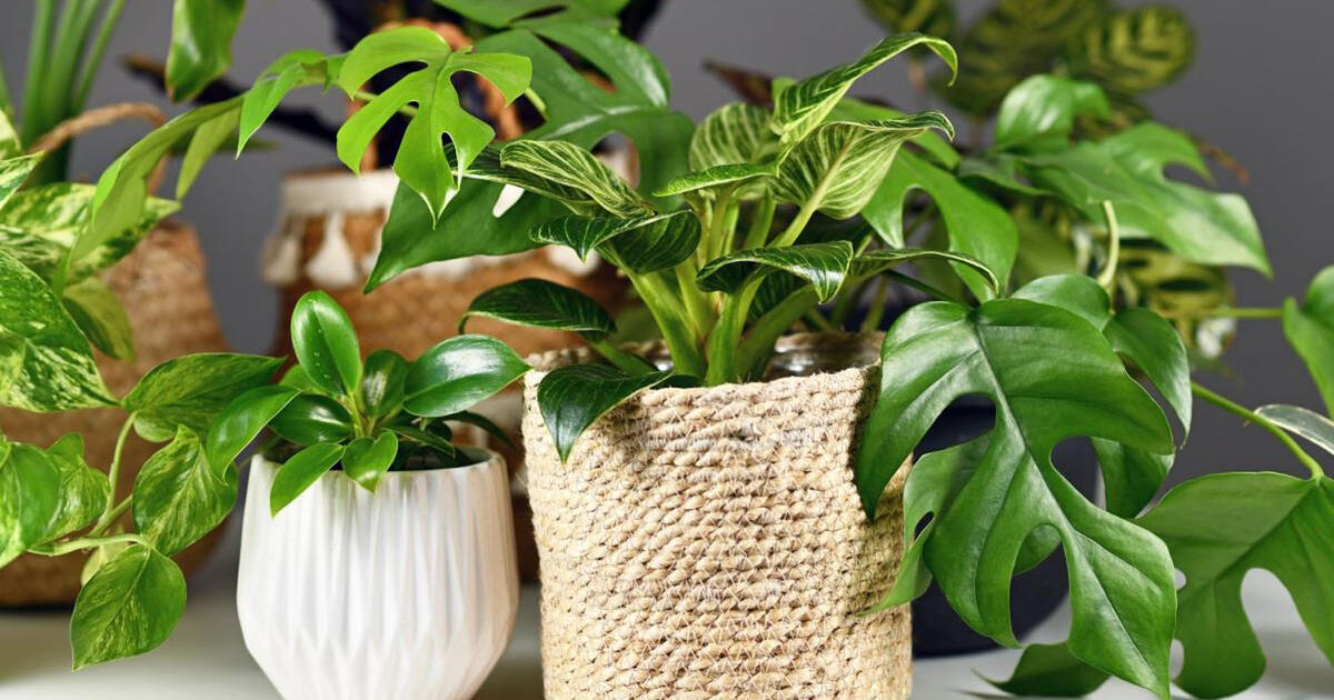 10 kambarinių augalų, kuriems augti namuose puikiai tinka dirbtinis apšvietimas
