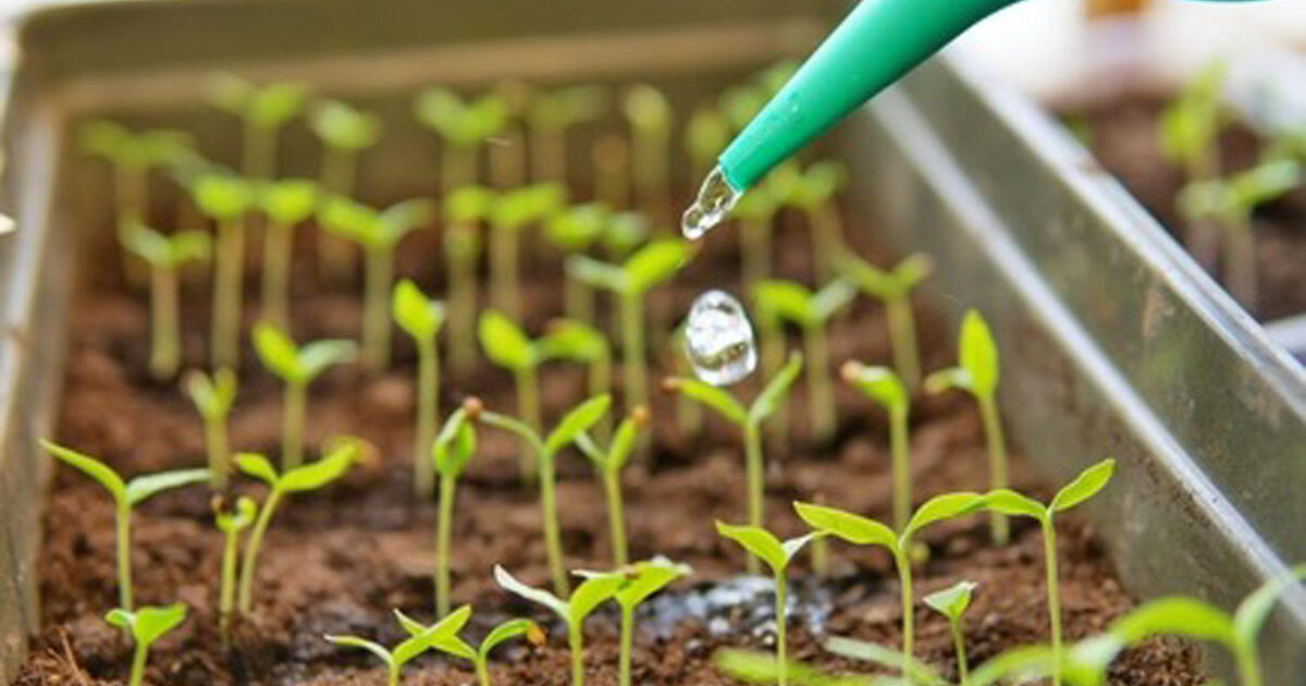 Kaip pažadinti būsimą derlių: efektyviausi sėklų mirkymo būdai ir naudingi patarimai sodininkams