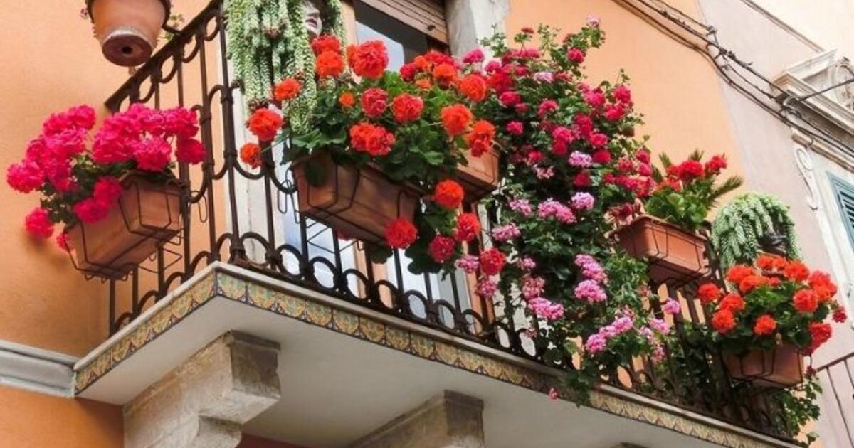 Gėlės balkone: kaip išsirinkti augalus šiaurinei, pietinei, rytinei ir vakarinei pusei