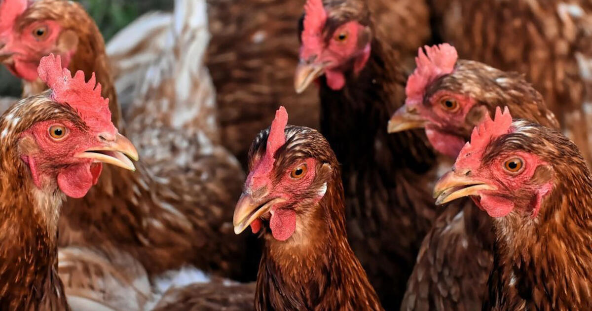 Perspėja paukščių augintojus dėl Niukaslo ligos: infekcijos protrūkis fiksuotas Latvijoje