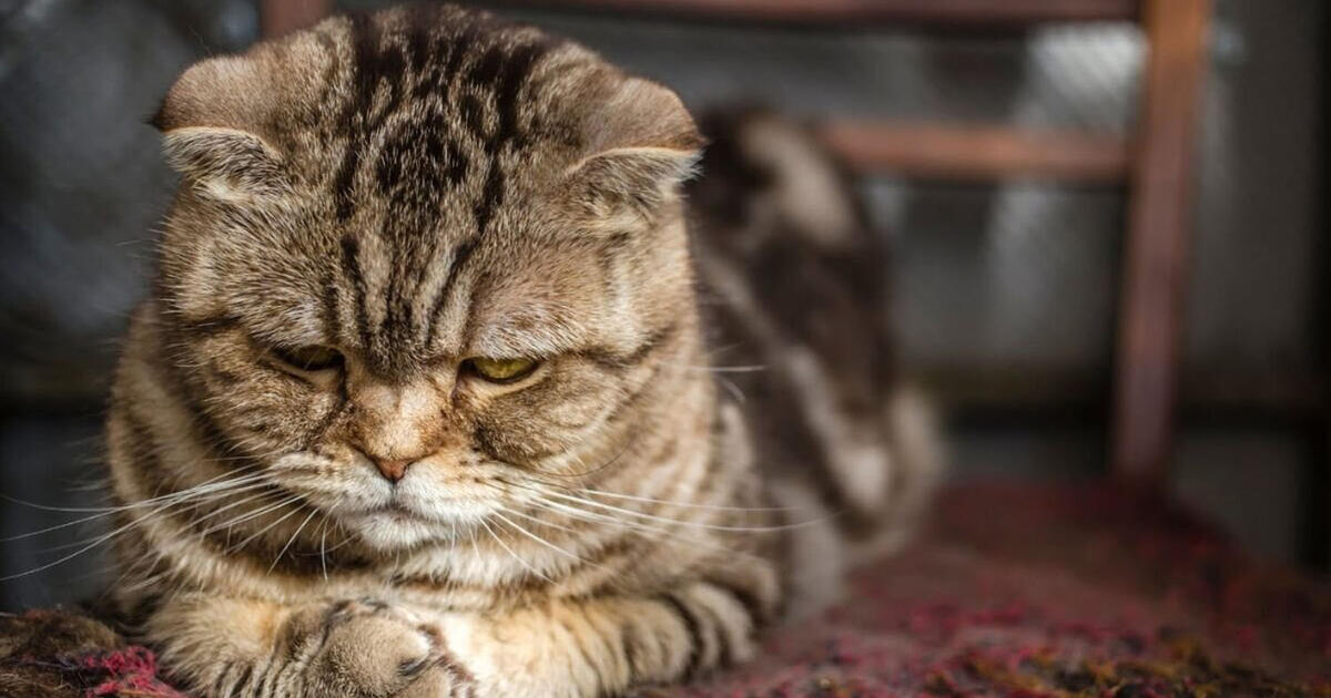 Kiek laiko katės gali būti be šeimininko: mokslininkai pateikė atsakymą